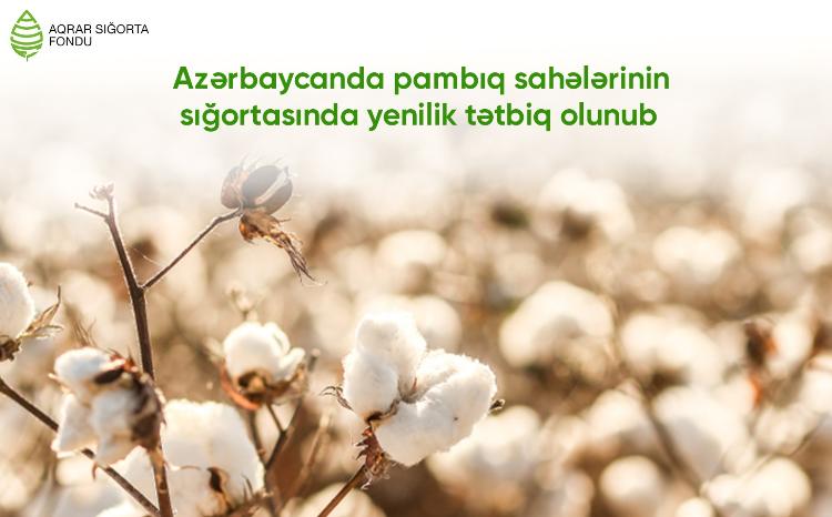 Azərbaycanda bu mövsüm pambıq sahələrinin sığortasında yenilik tətbiq olunub 
