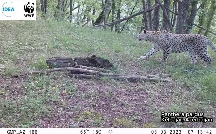 A leopard was observed in Karabakh, in the direction of Kalbajar 