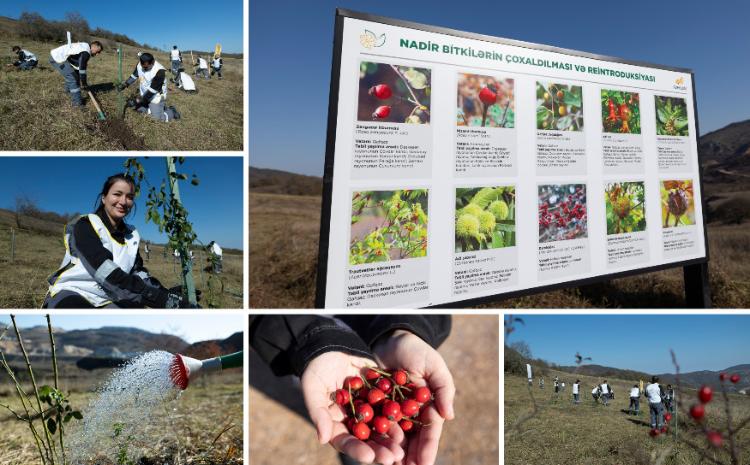 AzerGold CJSC successfully realized the project on Reintroduction of Rare Plants Growing in Dashkasan Region 
