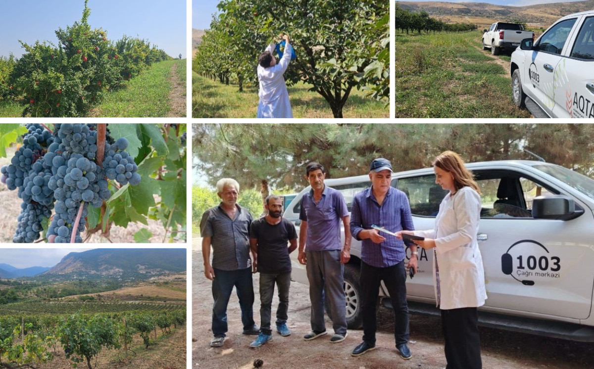 Ağdam, Xocavənd və Xocalı rayonlarında fitosanitar monitorinqlər keçirilib 