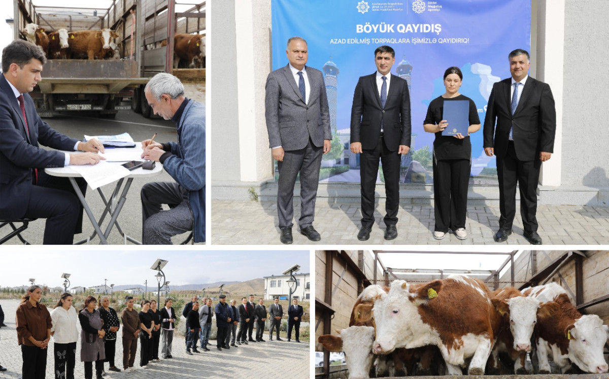 Özünüməşğulluq proqramı üzrə cins damazlıq heyvanların verilməsinə başlandı 
